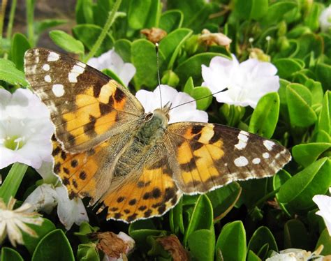 butterfly number in jueteng|Butterflies – Friends of Verloren Valei.